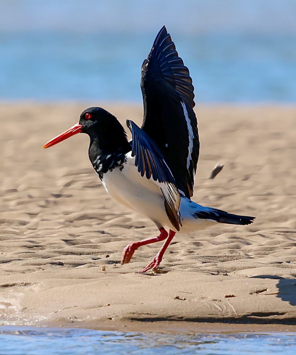 Pied Oystercatcher - ML641905504