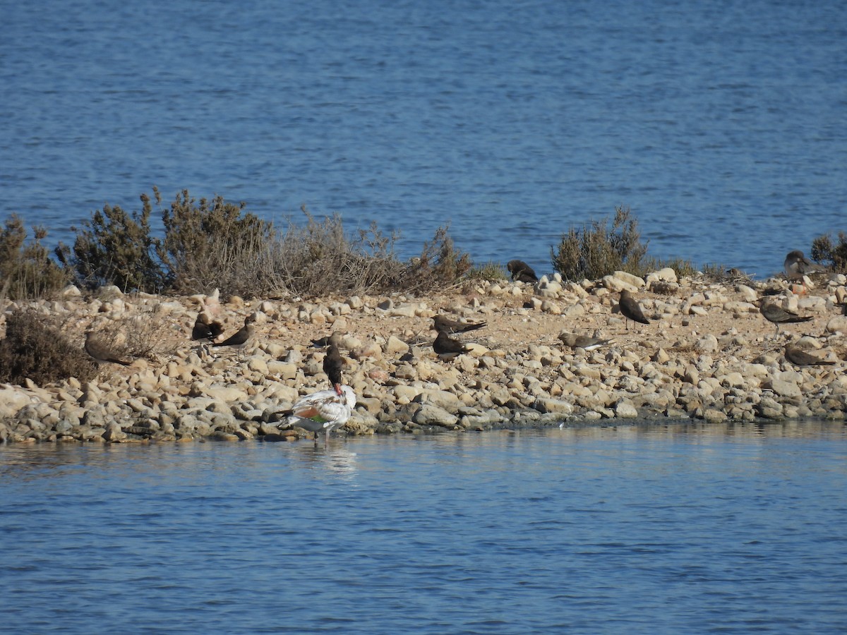 Collared Pratincole - ML641905505