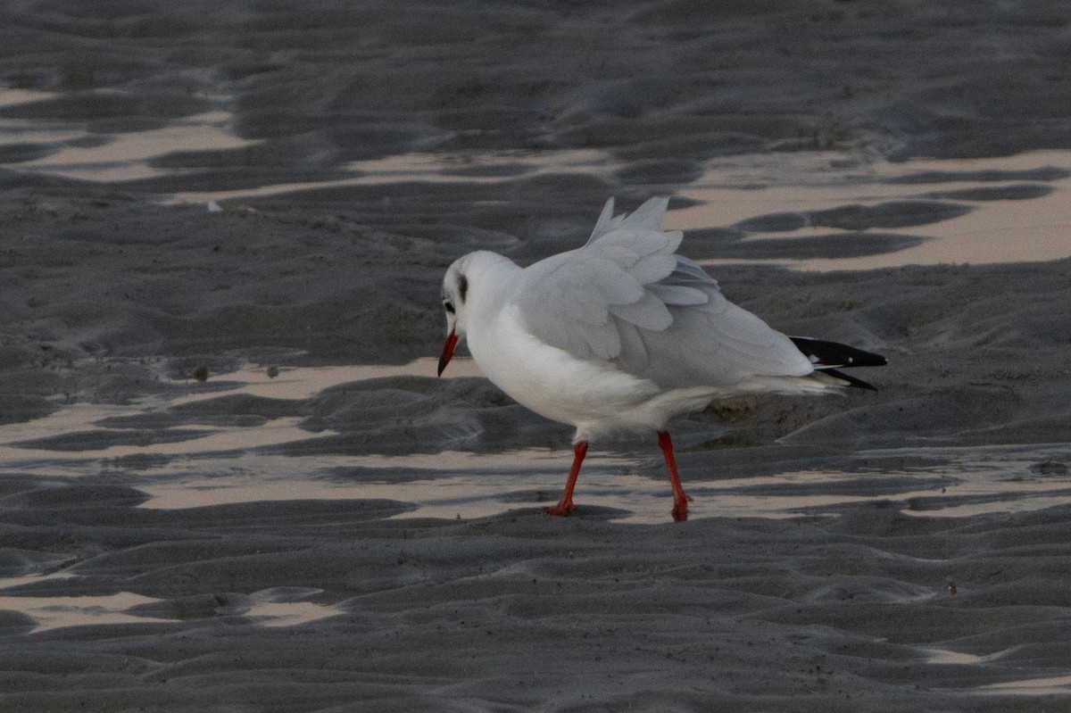 Mouette rieuse - ML641905522