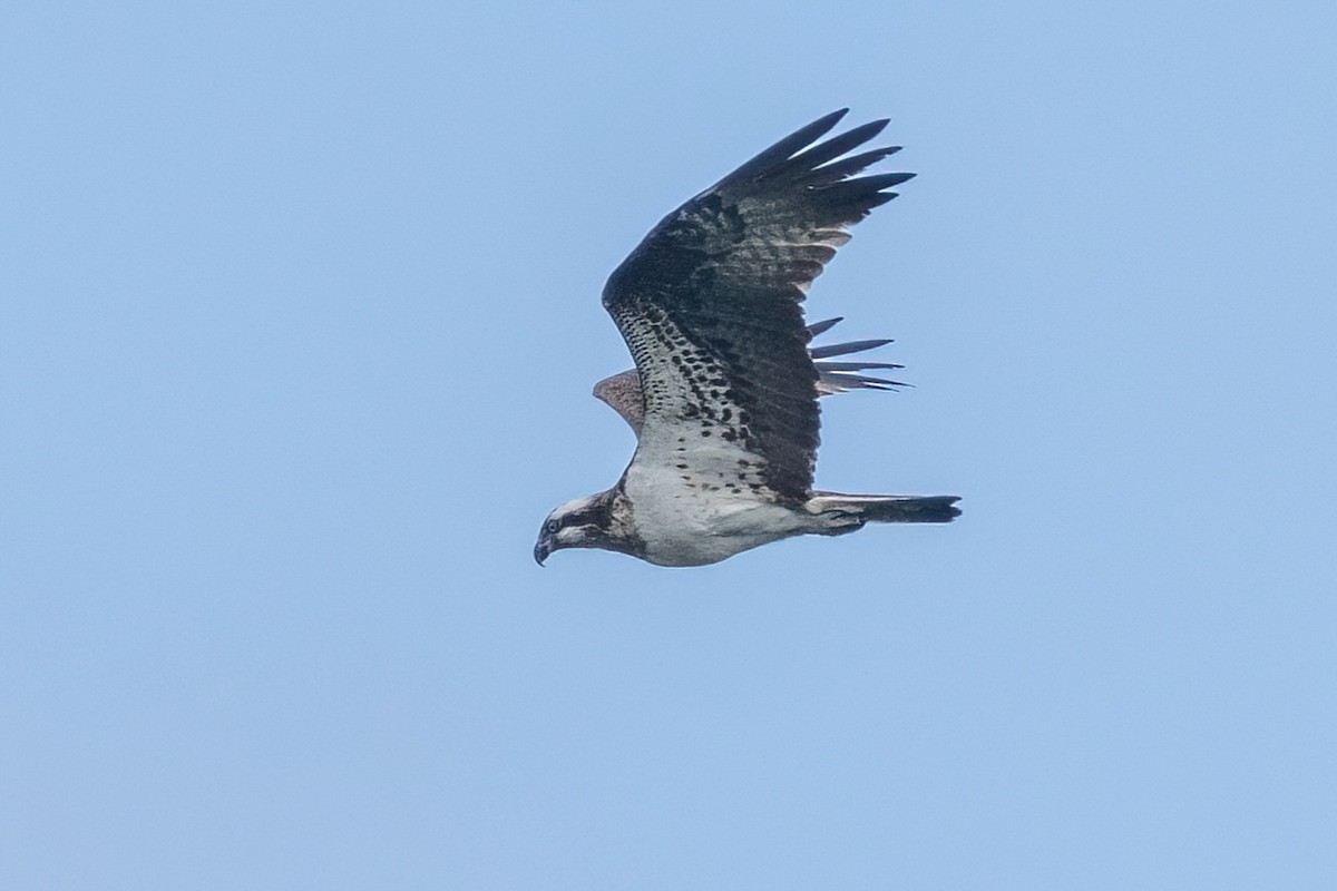 Balbuzard pêcheur - ML641905528