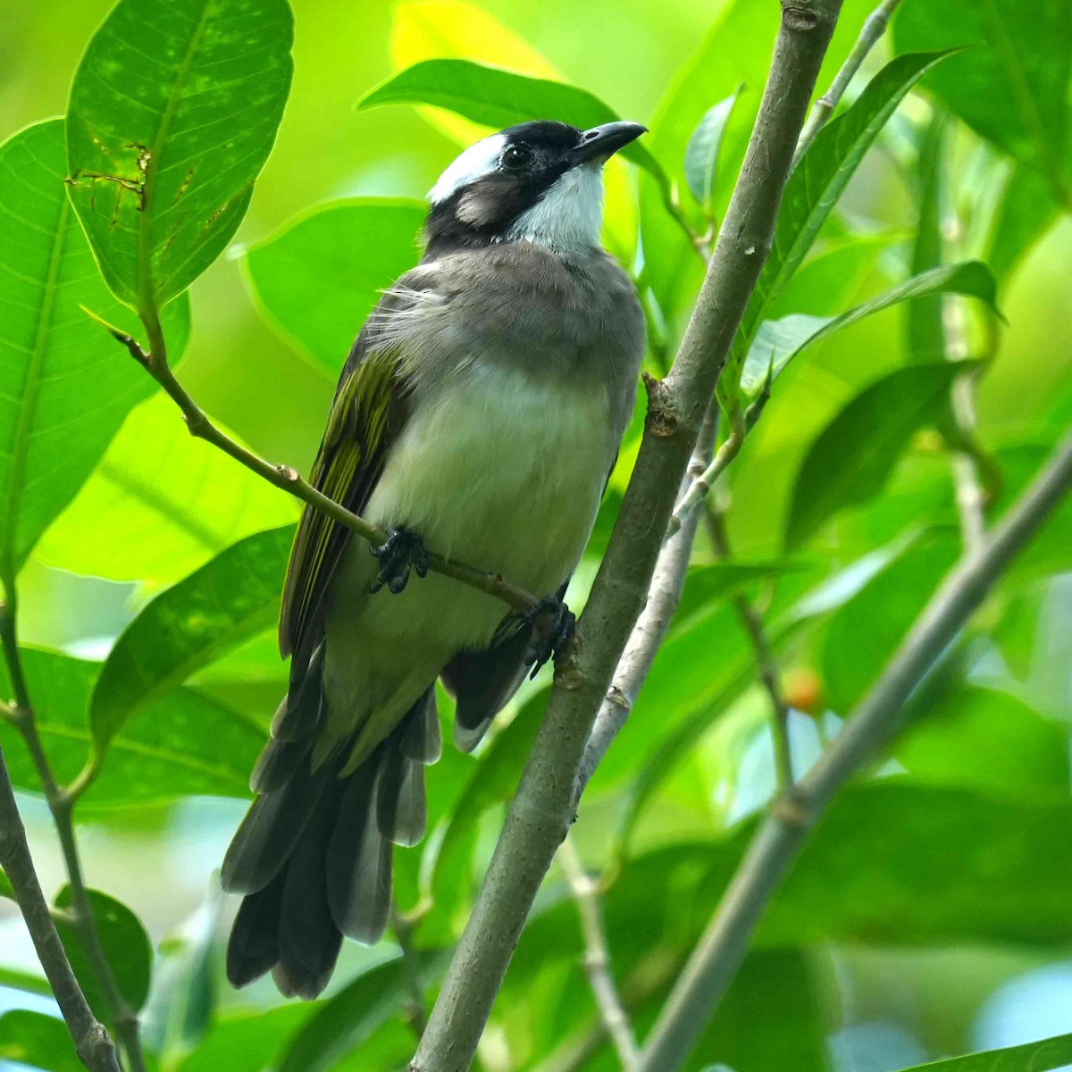 Bulbul de Chine - ML641905533