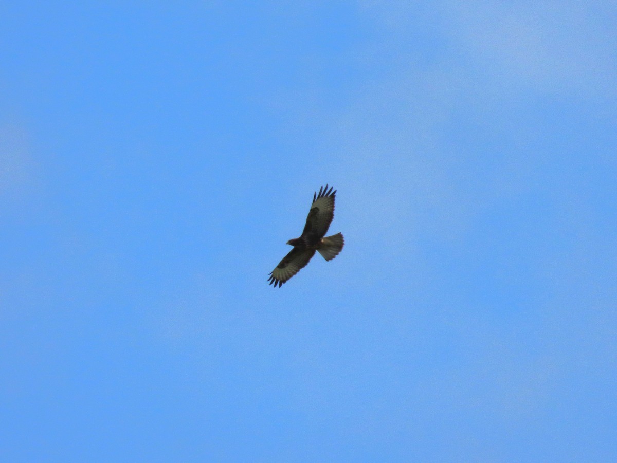 Buse variable - ML641905534