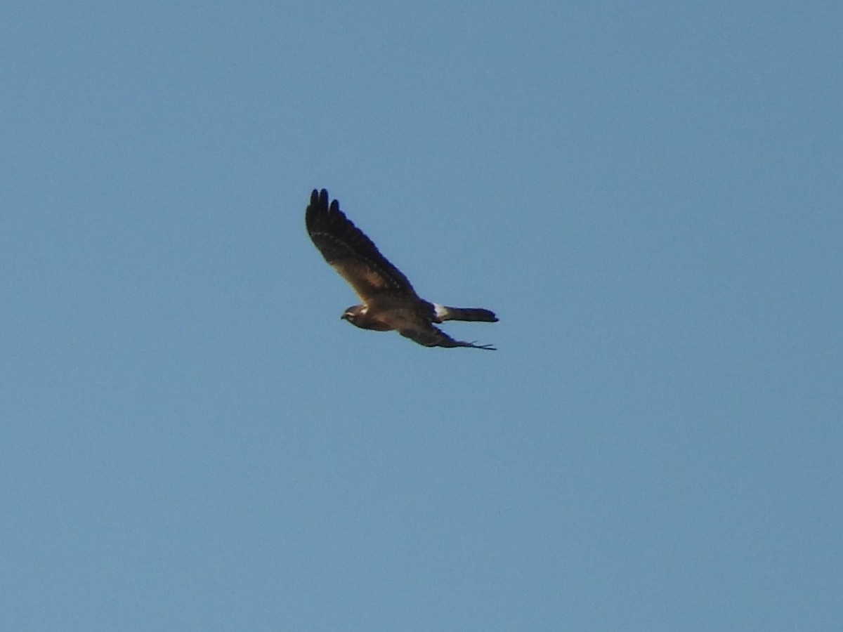 Montagu's Harrier - ML641905555