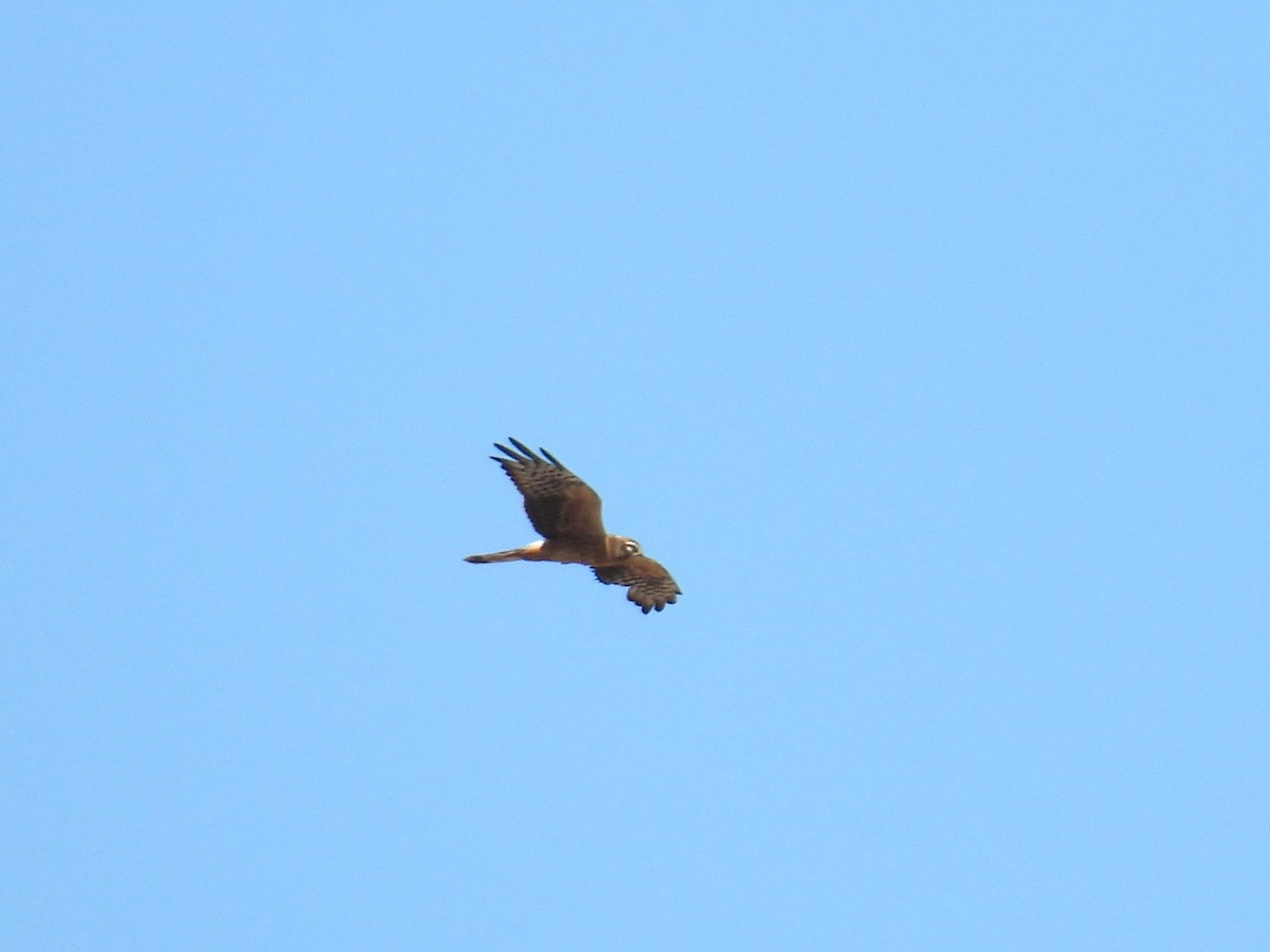 Montagu's Harrier - ML641905570