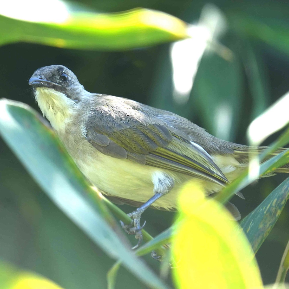 Light-vented Bulbul - ML641905573