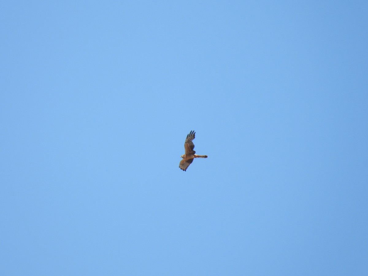 Montagu's Harrier - ML641905575
