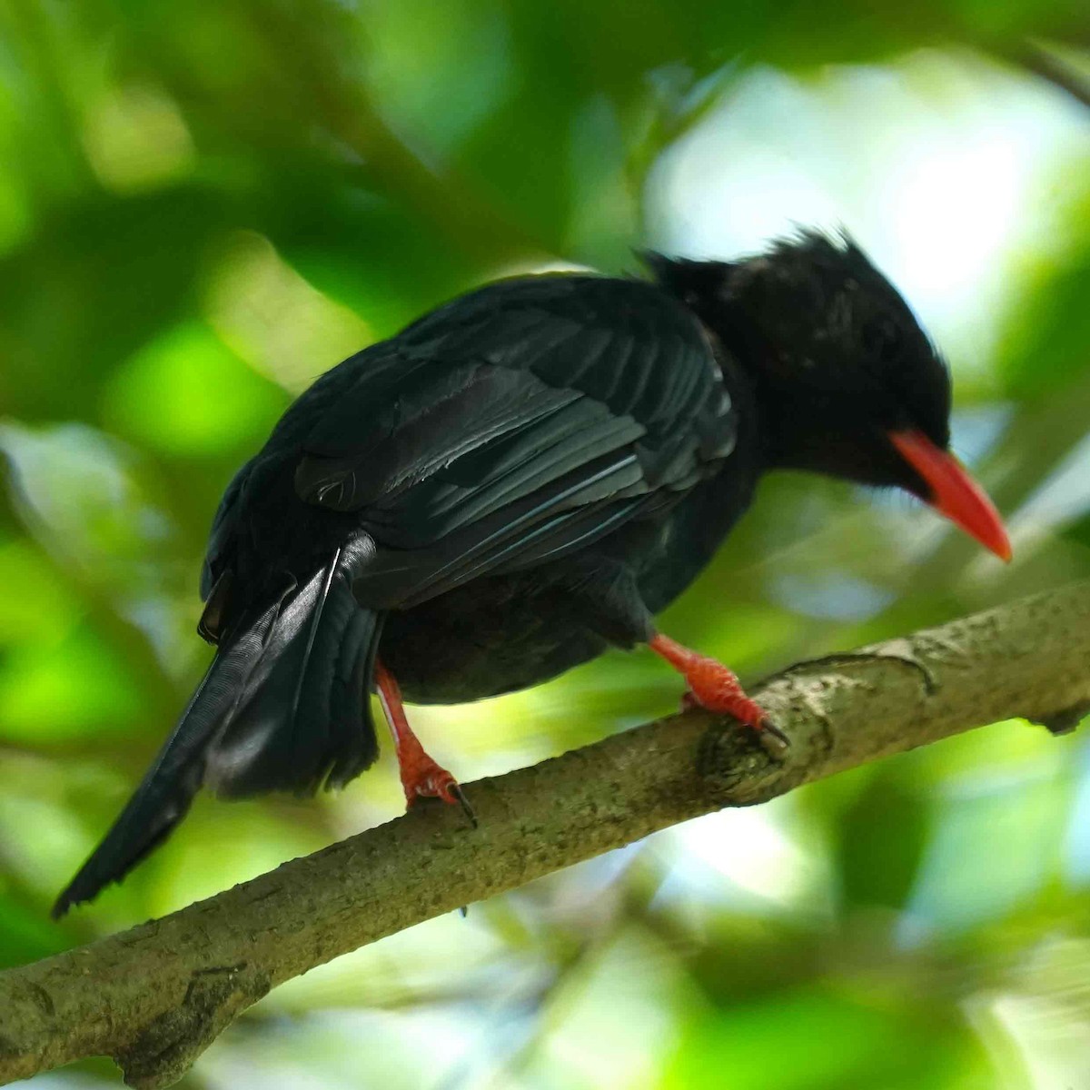 Bulbul Negro - ML641905578
