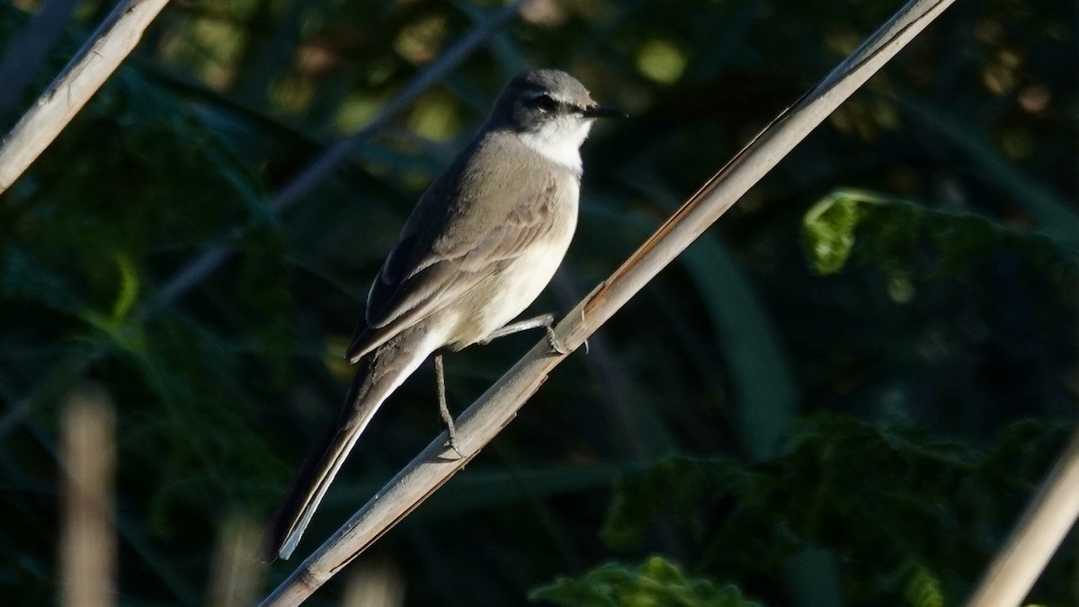 Lavandera de El Cabo - ML641905580