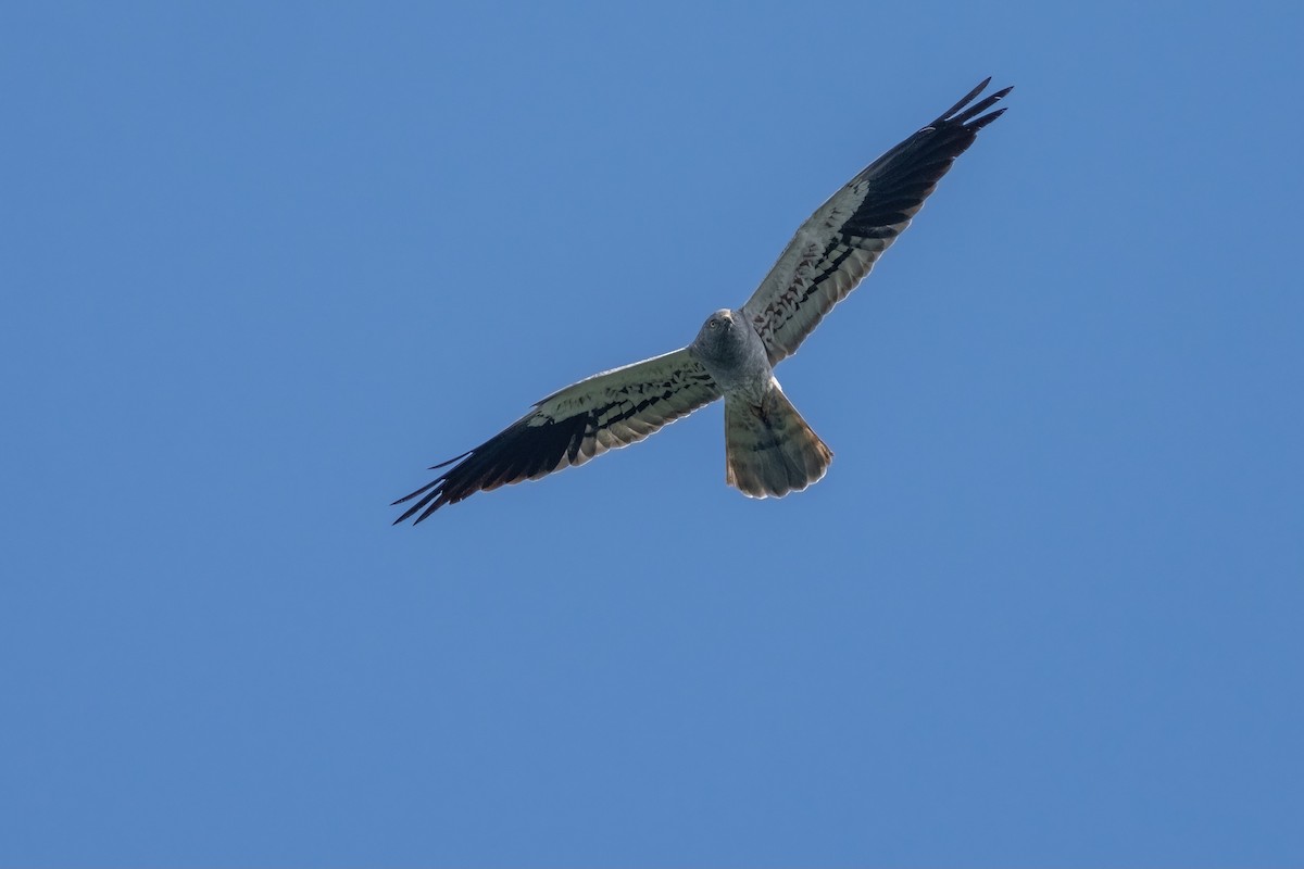 Aguilucho Cenizo - ML641905581