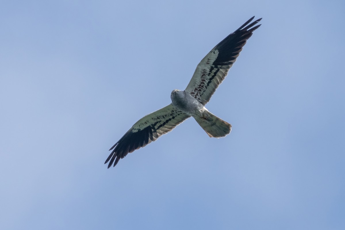 Aguilucho Cenizo - ML641905582