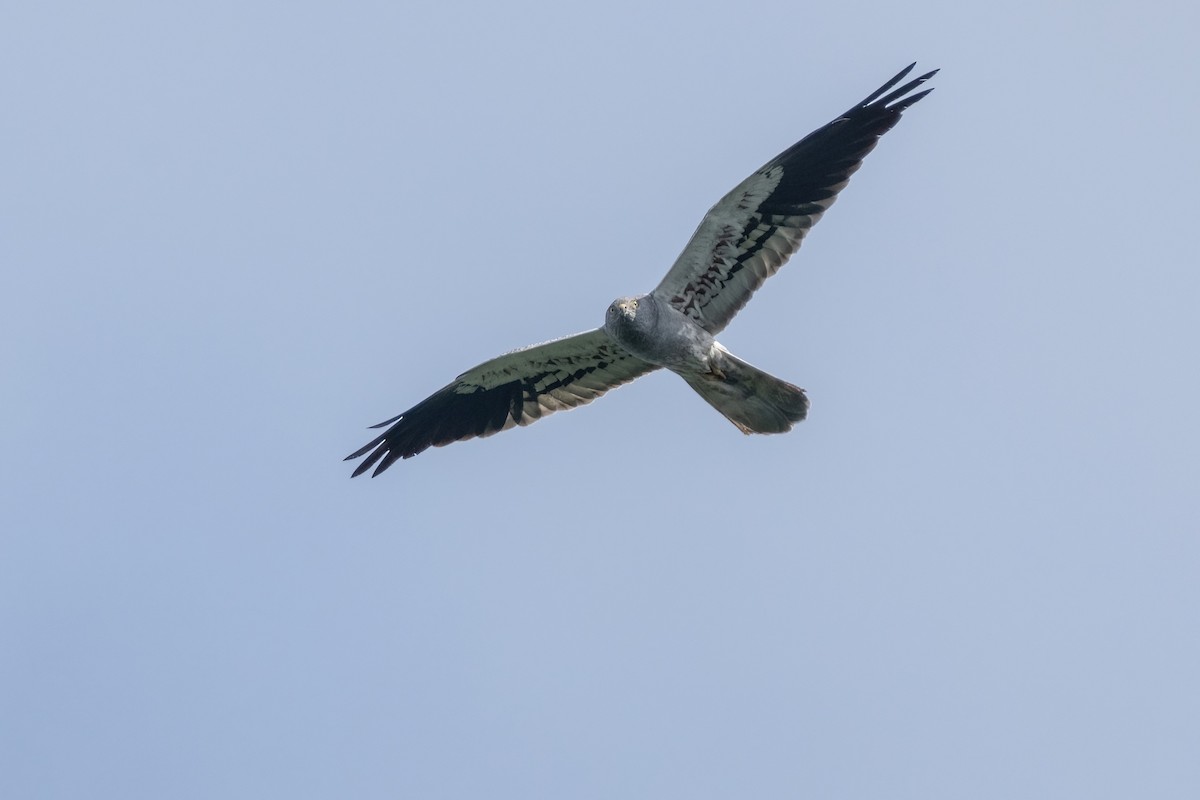 Aguilucho Cenizo - ML641905584