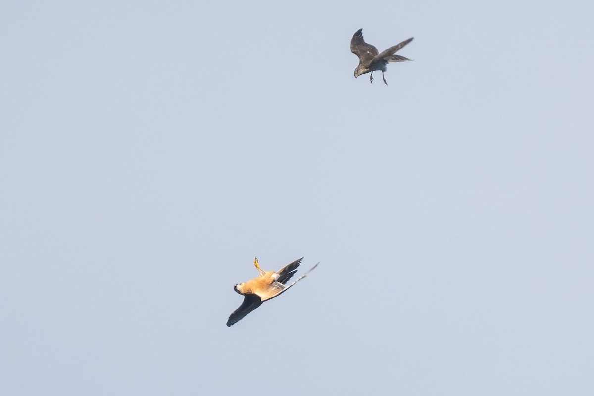 Aguilucho Papialbo - ML641905592
