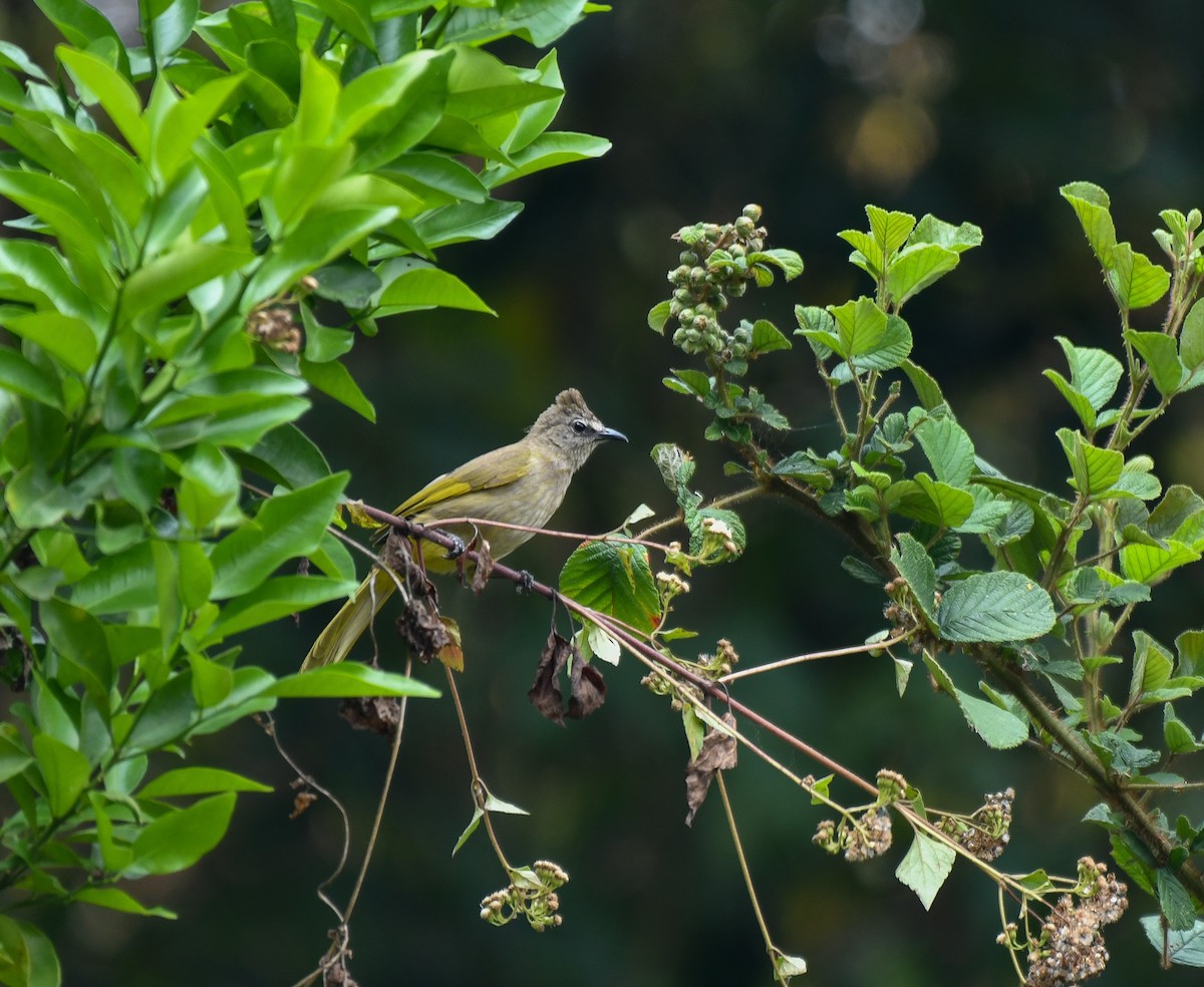 Bulbul Amarillento - ML641905599