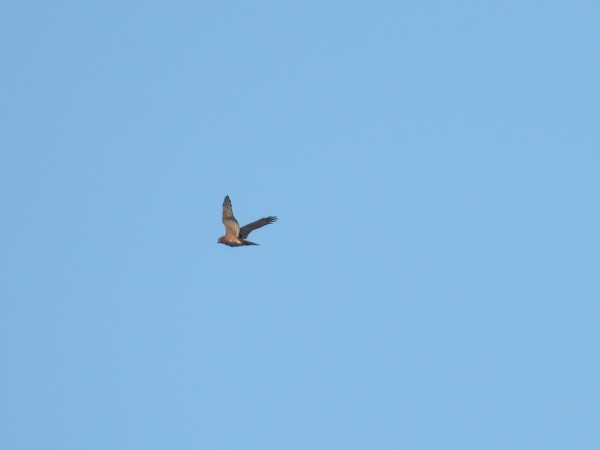 Aguilucho Cenizo - ML641905600