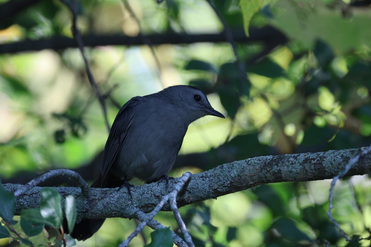 Pájaro Gato Gris - ML641905601