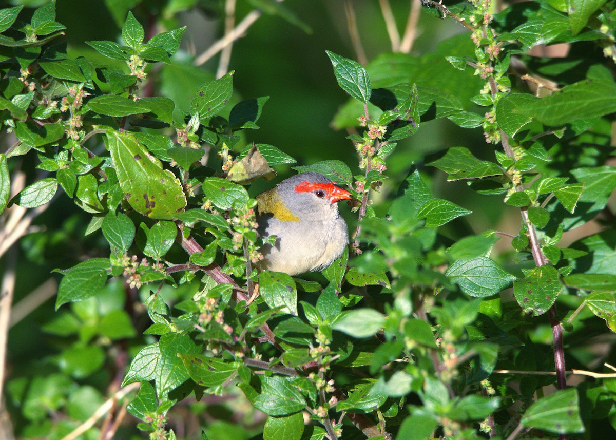 Red-browed Firetail - ML641905607