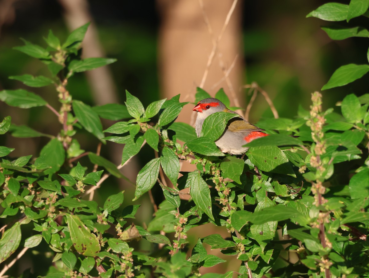 Red-browed Firetail - ML641905608