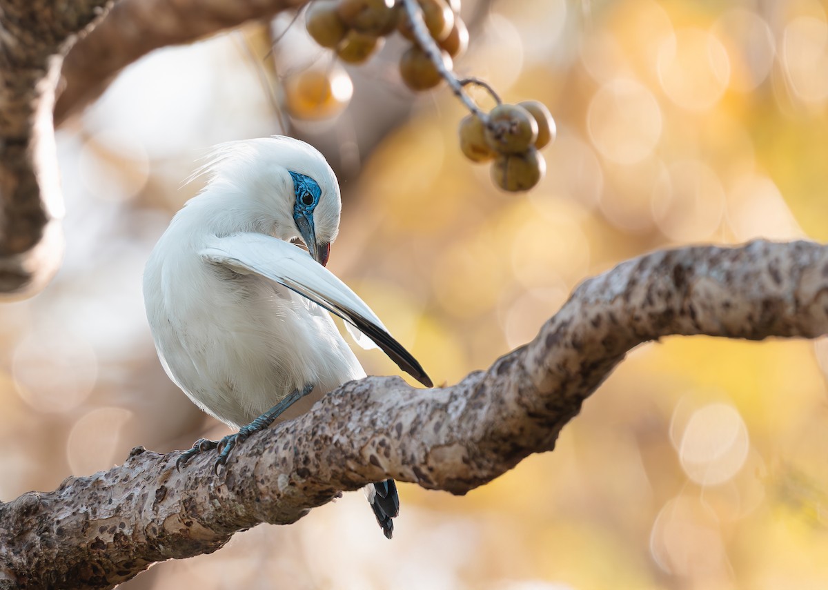 Bali Myna - ML641905620