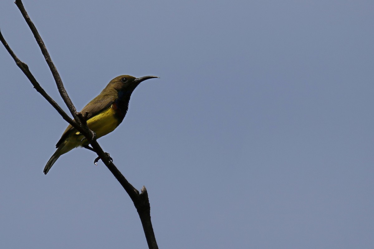 Ornate Sunbird (Ornate) - ML641905623