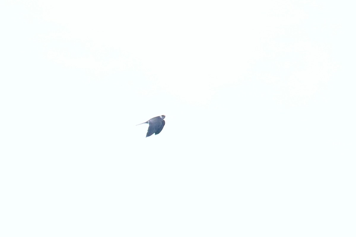 Red-footed Falcon - ML641905648