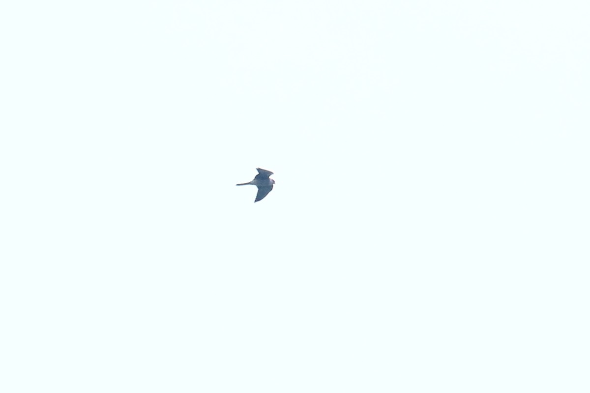 Red-footed Falcon - ML641905649
