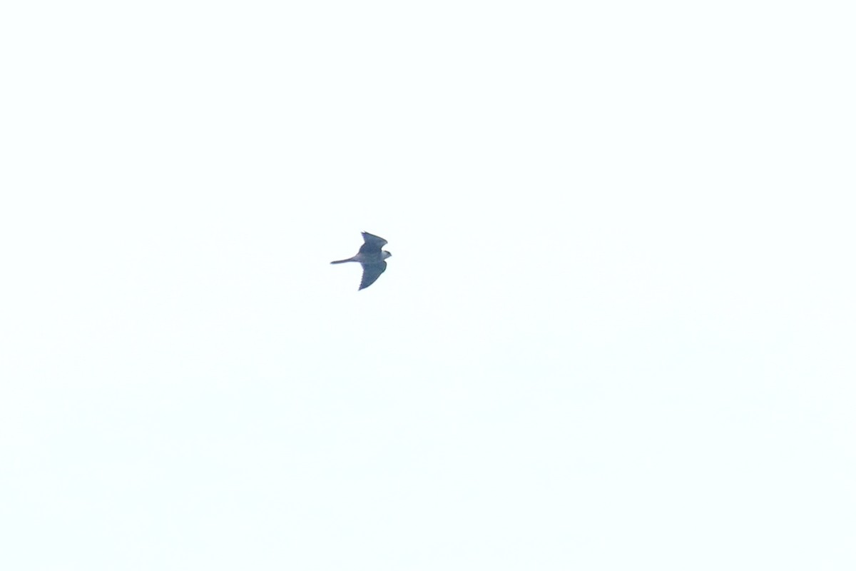 Red-footed Falcon - ML641905650