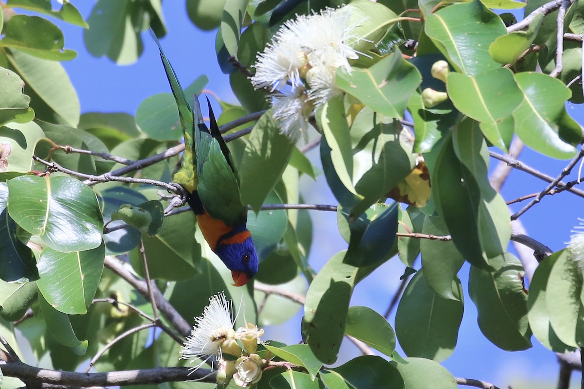 Red-collared Lorikeet - ML641905652