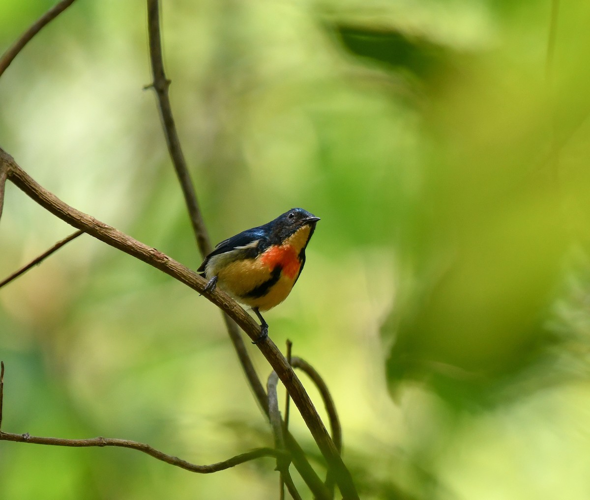 Fire-breasted Flowerpecker - ML641905685