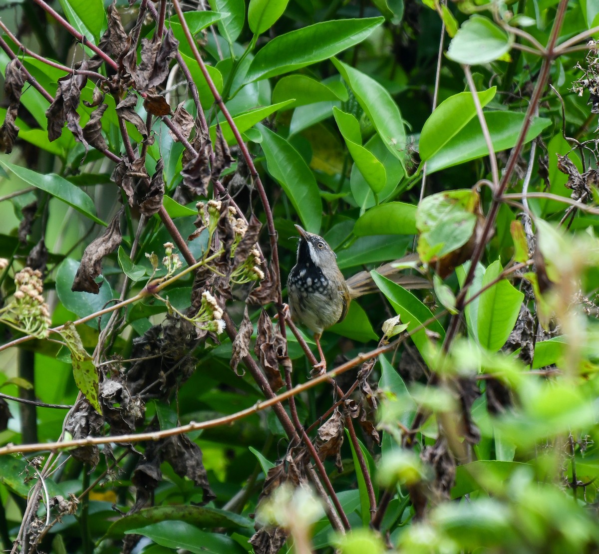 Rufous-crowned Prinia - ML641905689