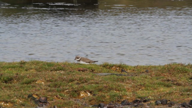 Semipalmated Plover - ML641905690
