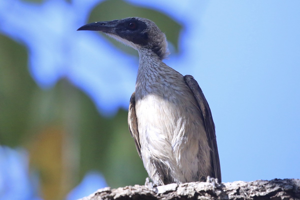 Helmeted Friarbird (Arnhem Land) - ML641905693