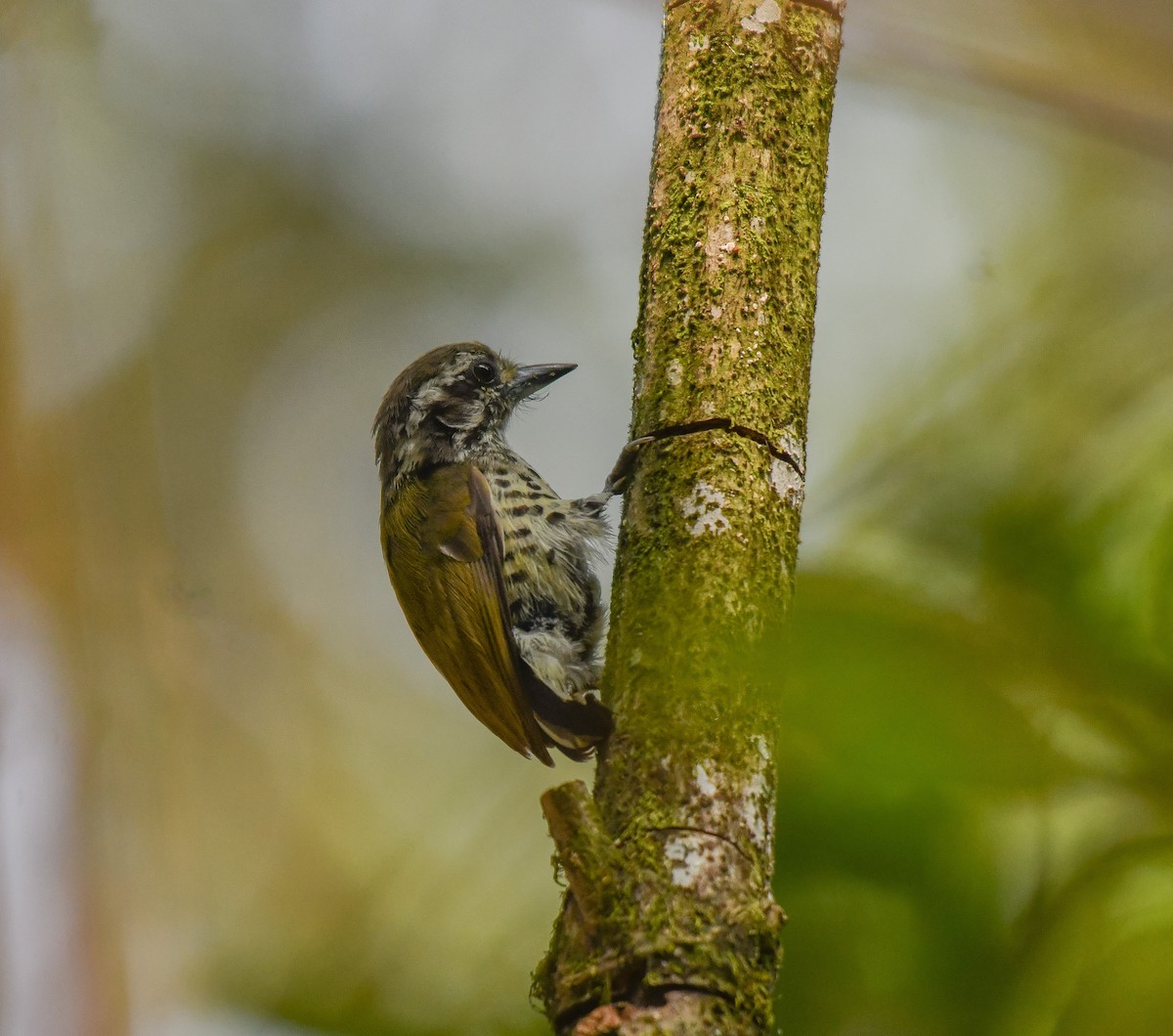 Speckled Piculet - ML641905714