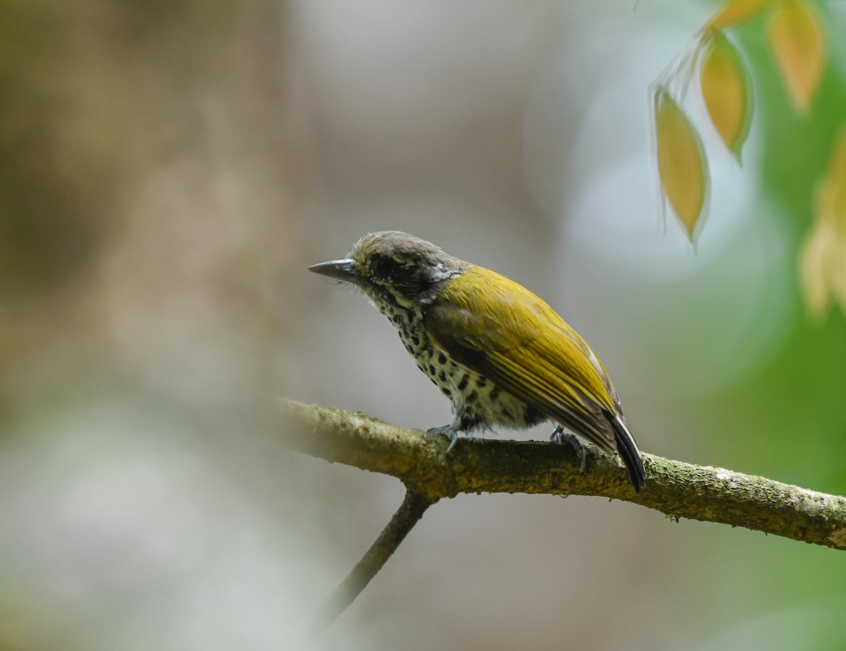 Speckled Piculet - ML641905715