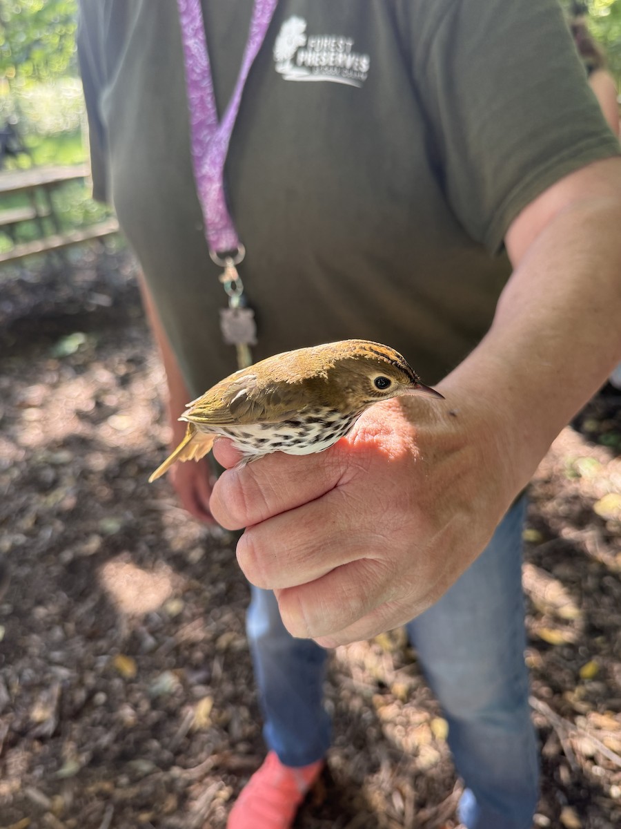 Ovenbird - ML641905721