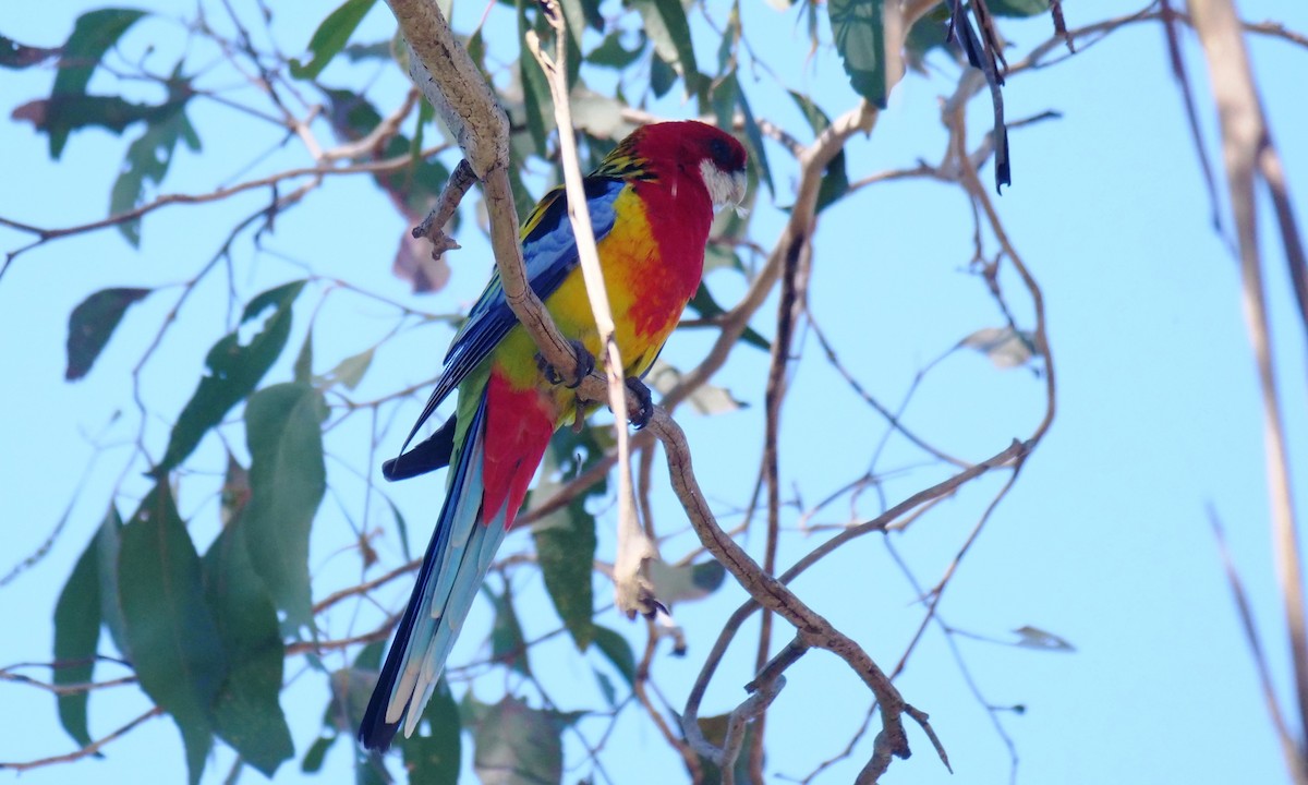 Rosella orientale - ML641905722