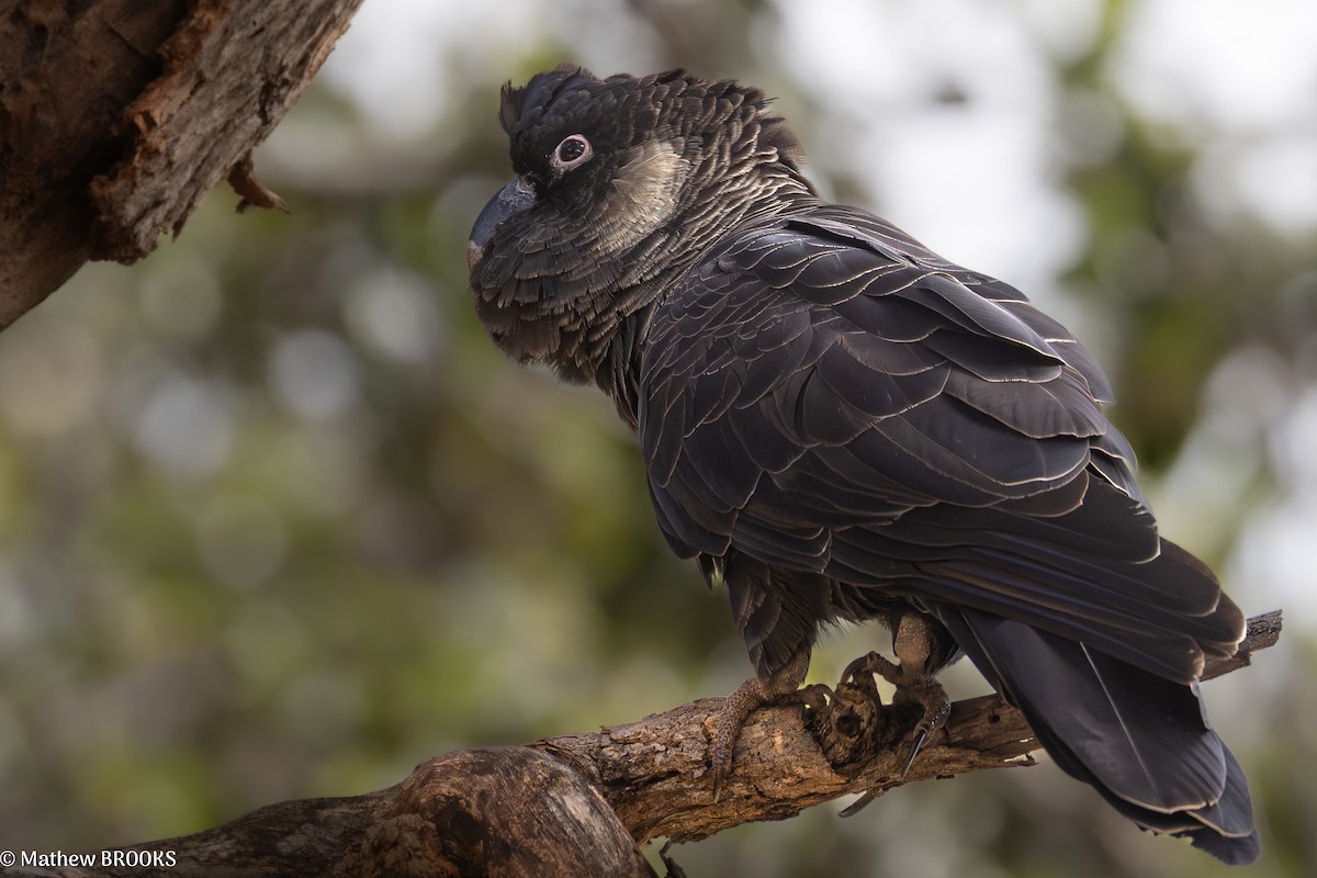 Baudin's Black-Cockatoo - ML641905723