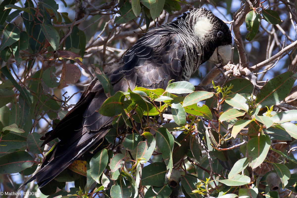 Baudin's Black-Cockatoo - ML641905725