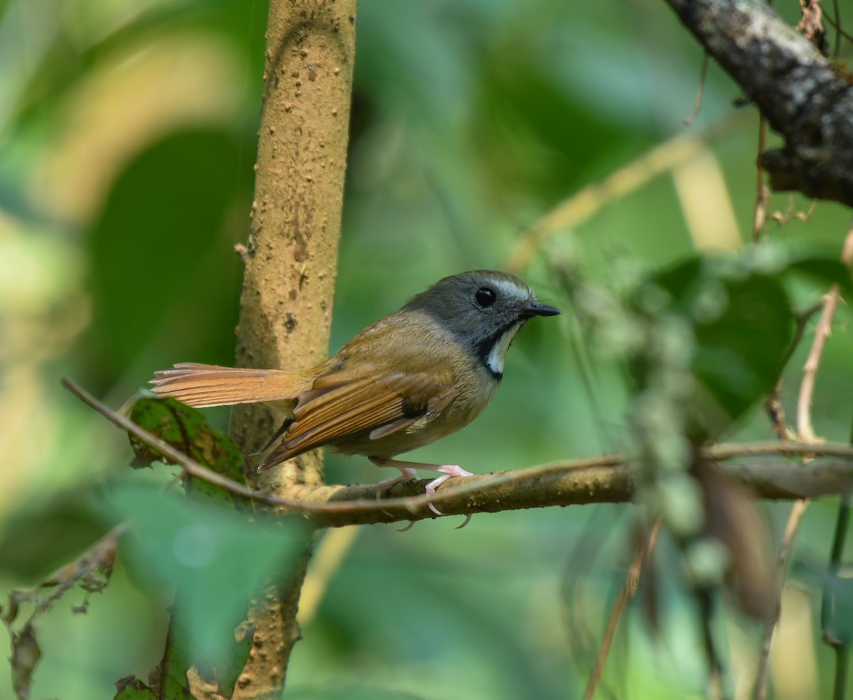 White-gorgeted Flycatcher - ML641905727