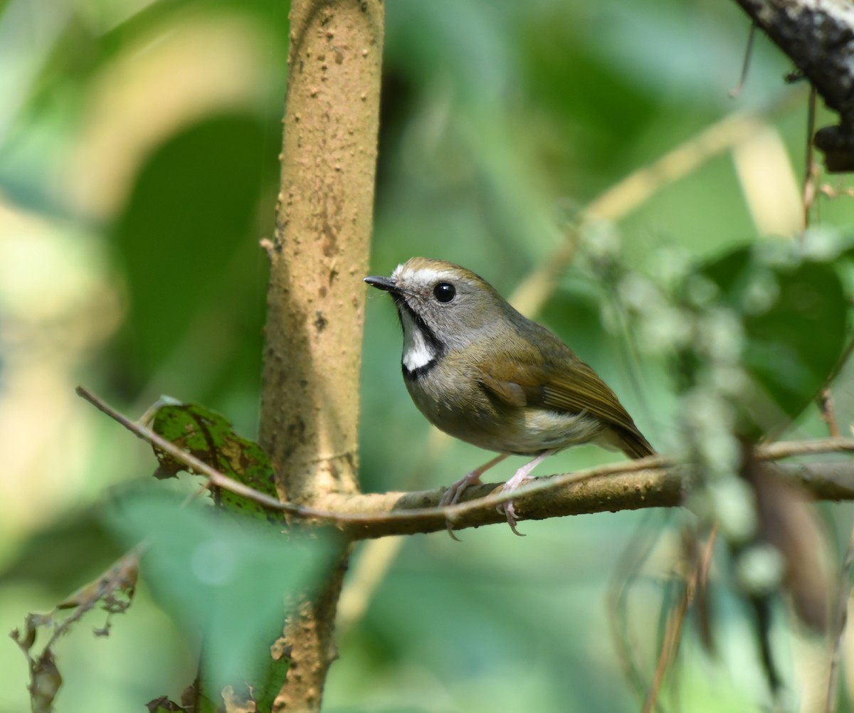 White-gorgeted Flycatcher - ML641905728