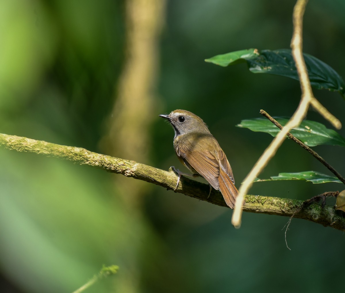 White-gorgeted Flycatcher - ML641905729
