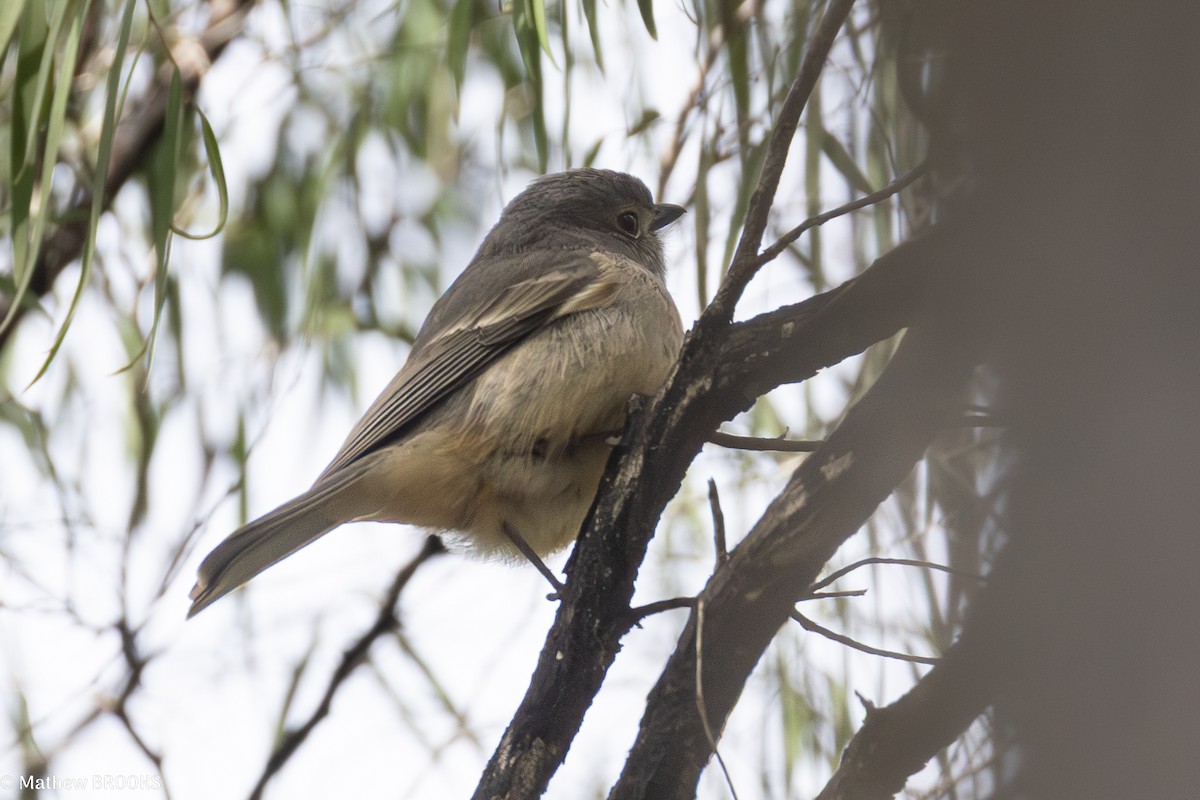 Golden Whistler - ML641905732