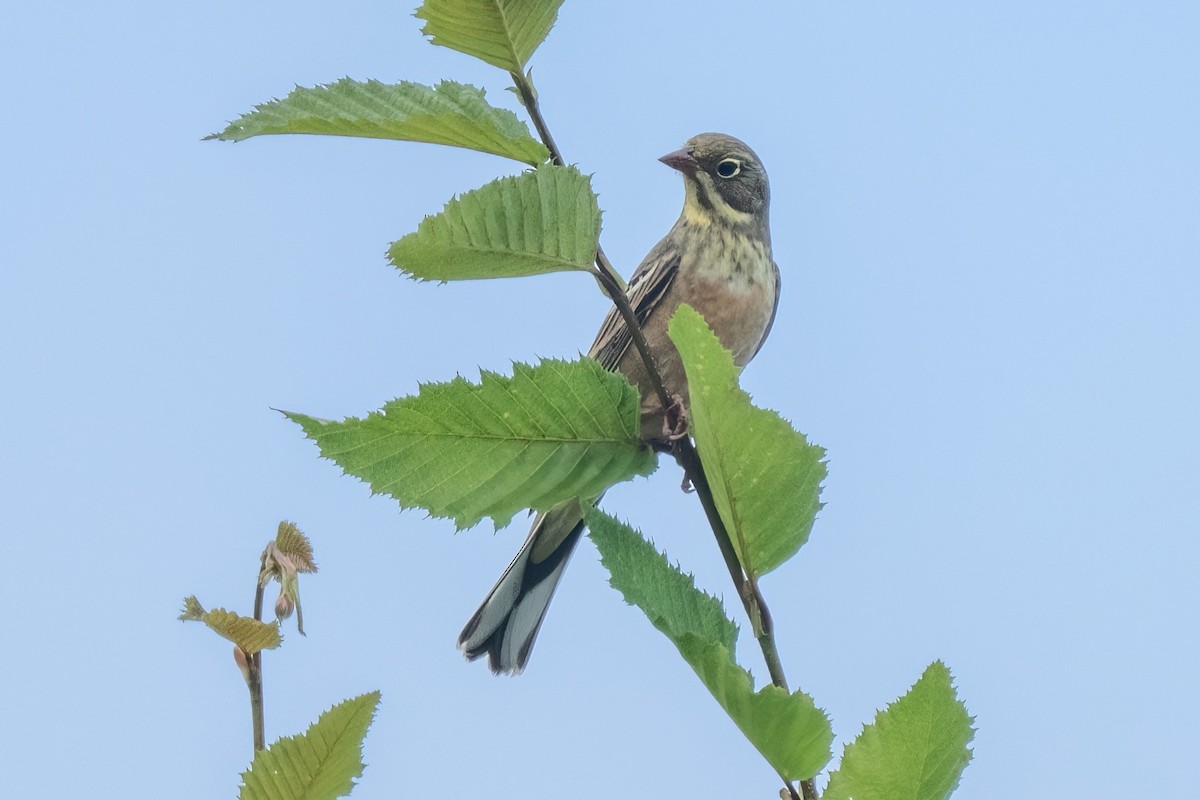 Ortolano - ML641905733