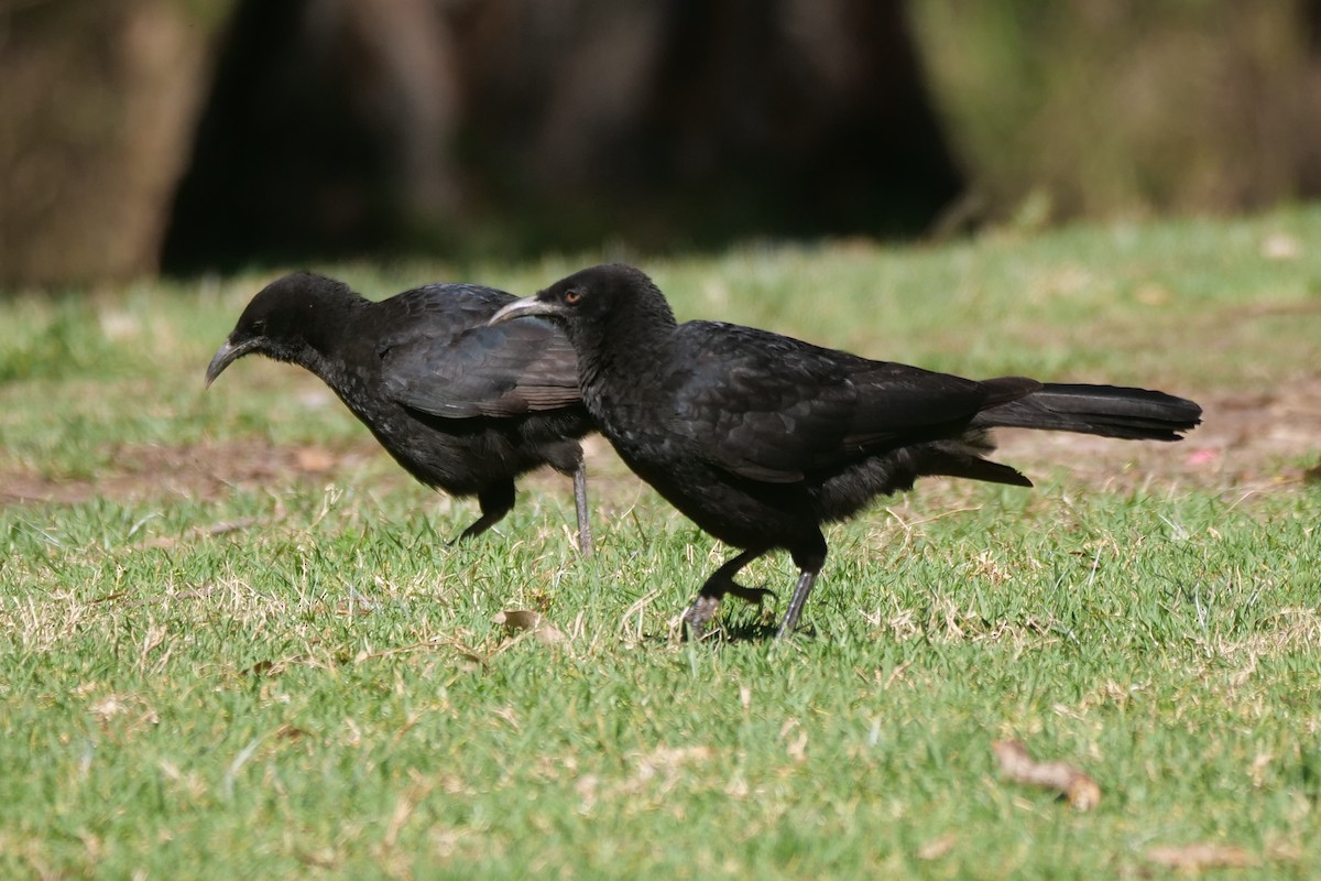White-winged Chough - ML641905734