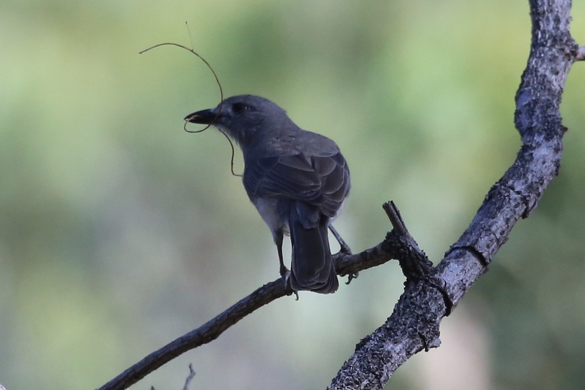 Gray Shrikethrush - ML641905737