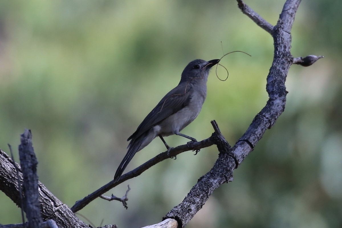 Gray Shrikethrush - ML641905738