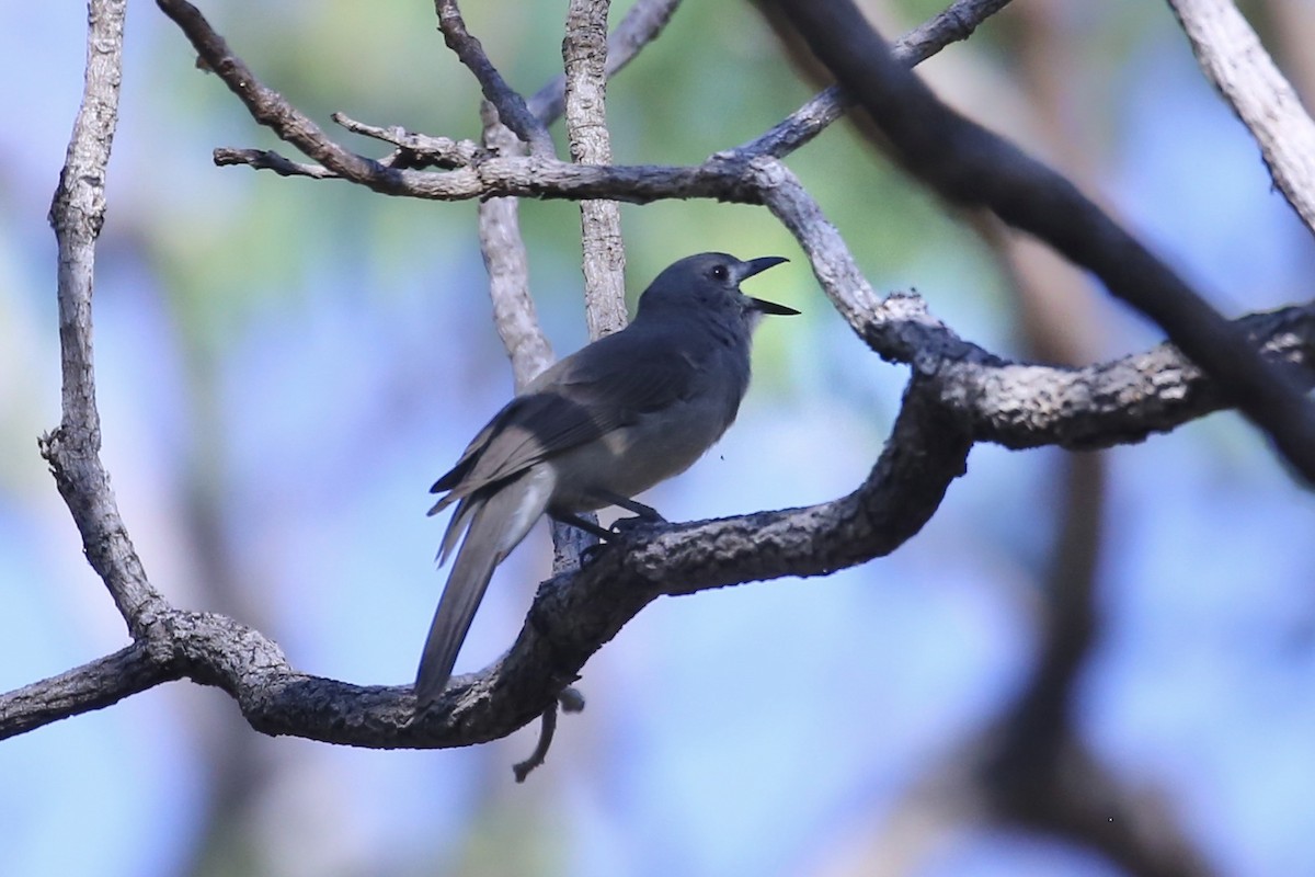 Gray Shrikethrush - ML641905739