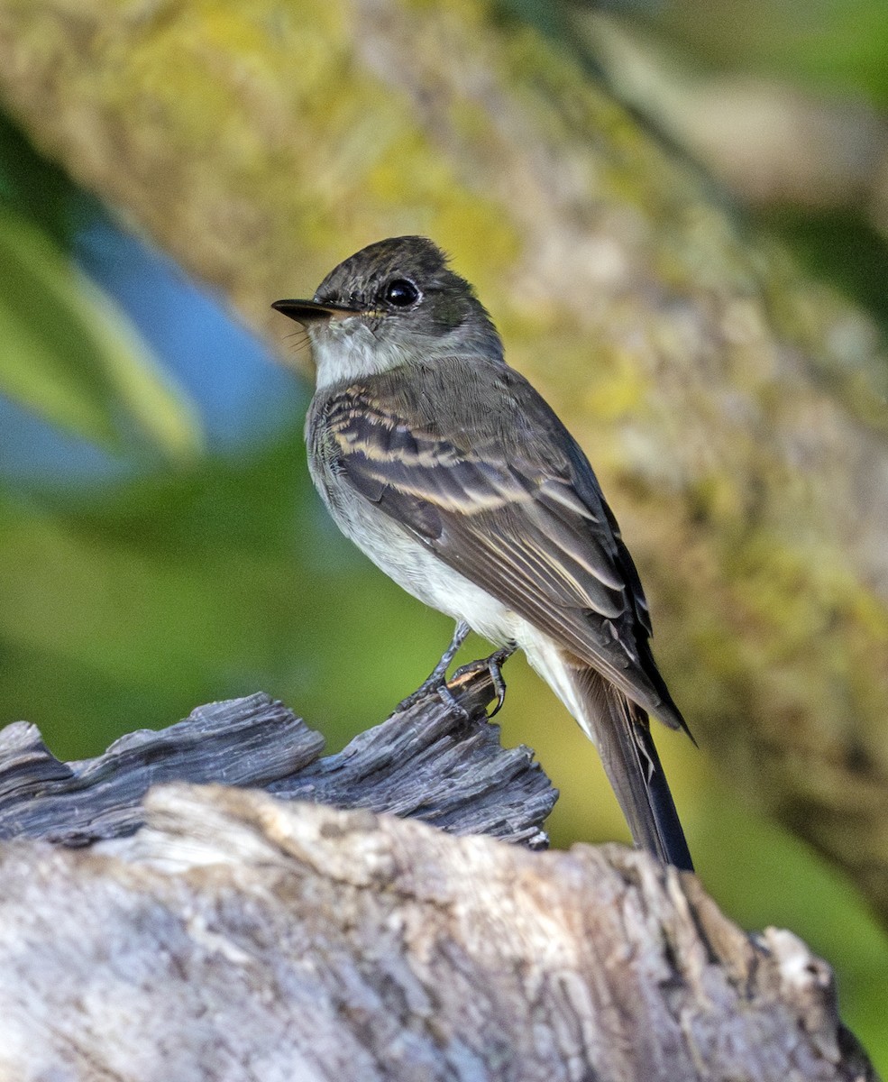 Eastern Wood-Pewee - ML641905743