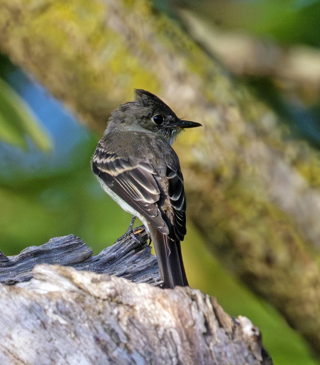 Eastern Wood-Pewee - ML641905744