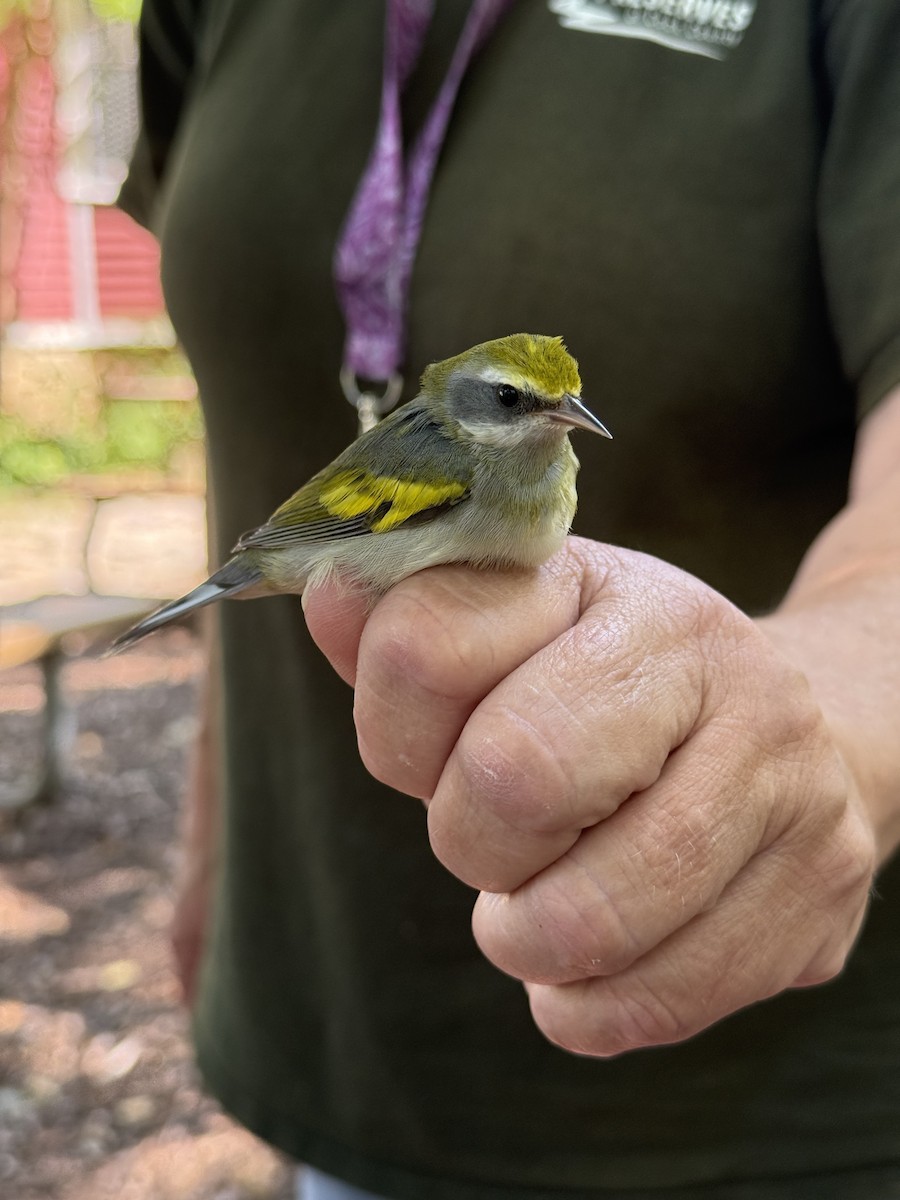 Golden-winged Warbler - ML641905745