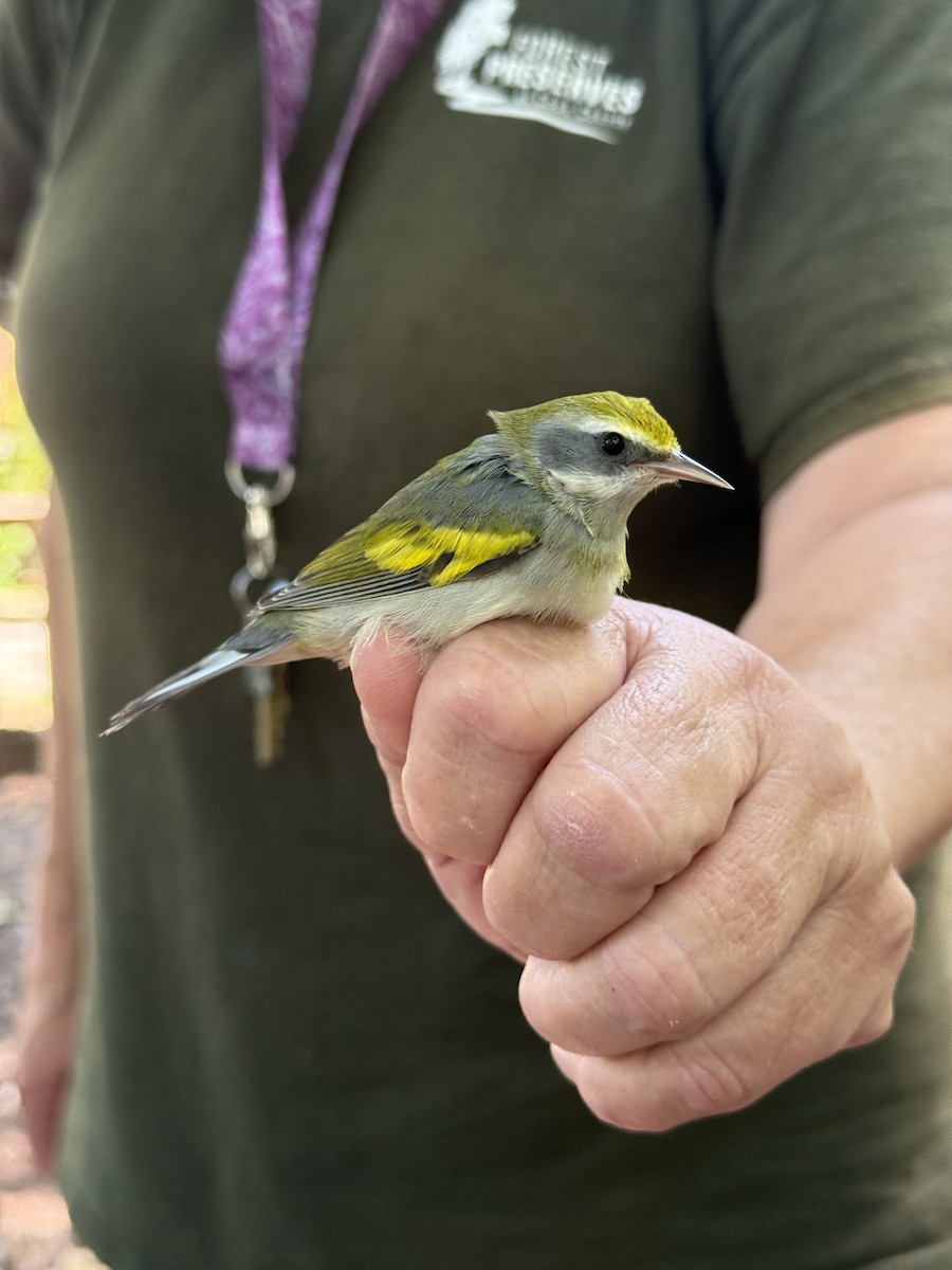 Golden-winged Warbler - ML641905746